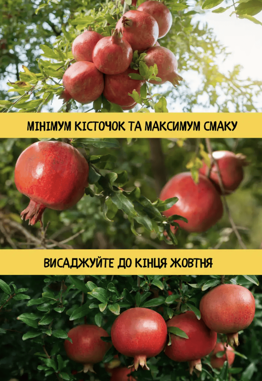 Кущовий гранат «Фламенко»