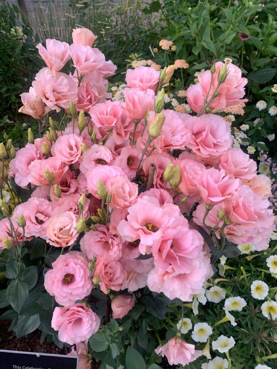 НАСІННЯ ЕУСТОМИ ПРЕМІУМ